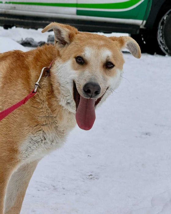 Куб, метис, шукає дім