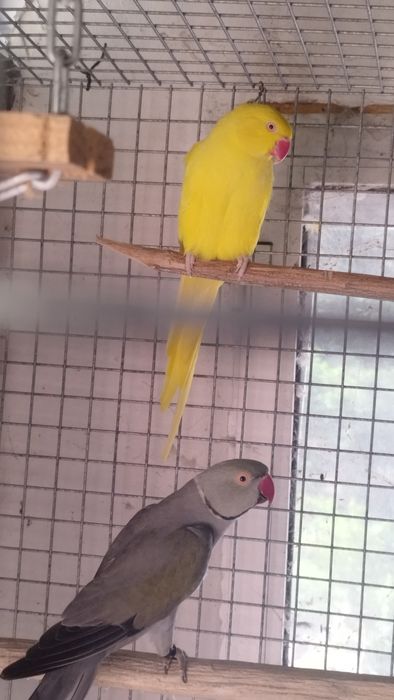 Vendo casal de ring neck reprodutor