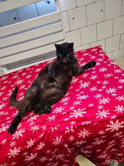 Oddam kota - Bingo czeka właśnie na Ciebie