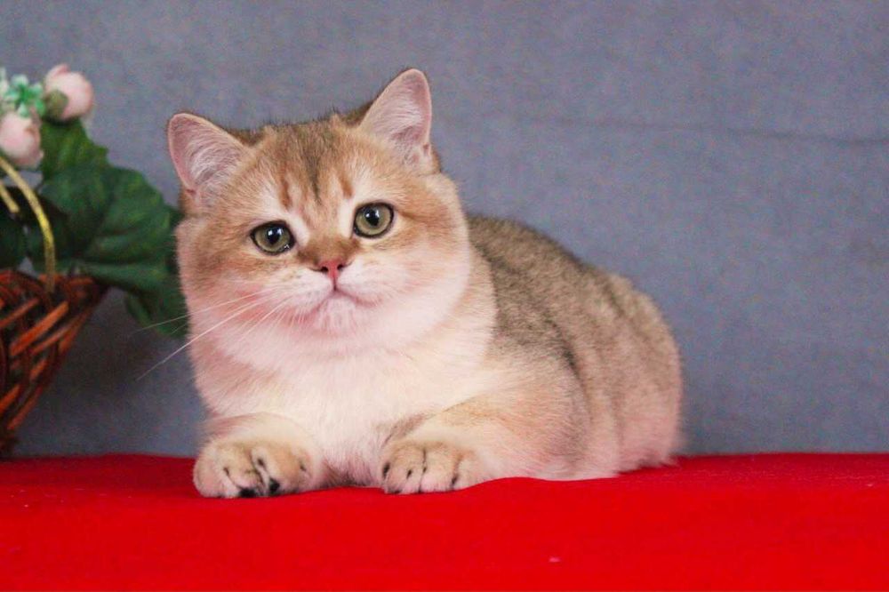 Британські котики для вас
