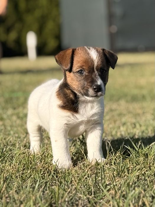 Jack Russell Terrier FCI ZKwP