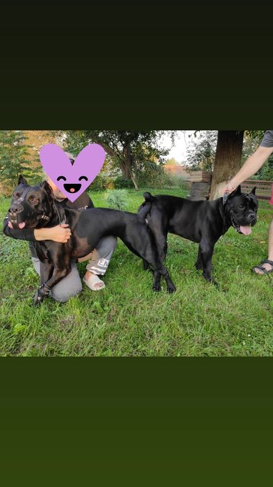 В'язка Кане-корсо