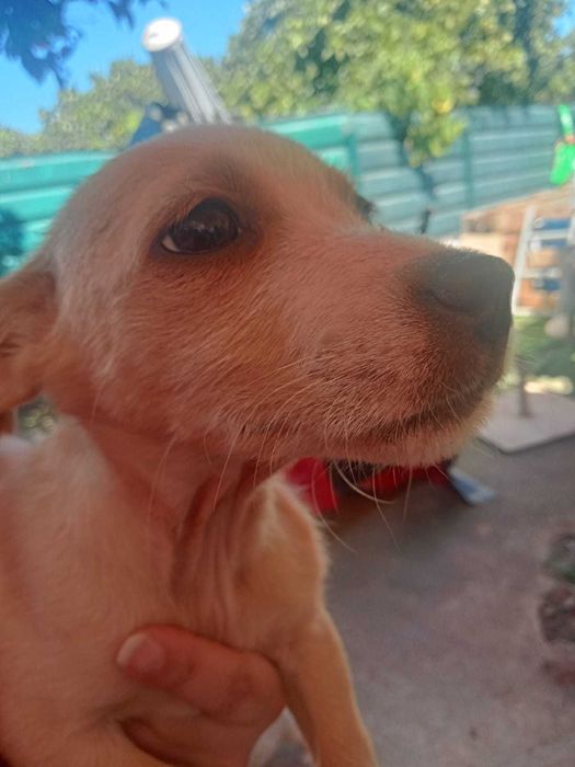 Cachorrinhos 2 meses