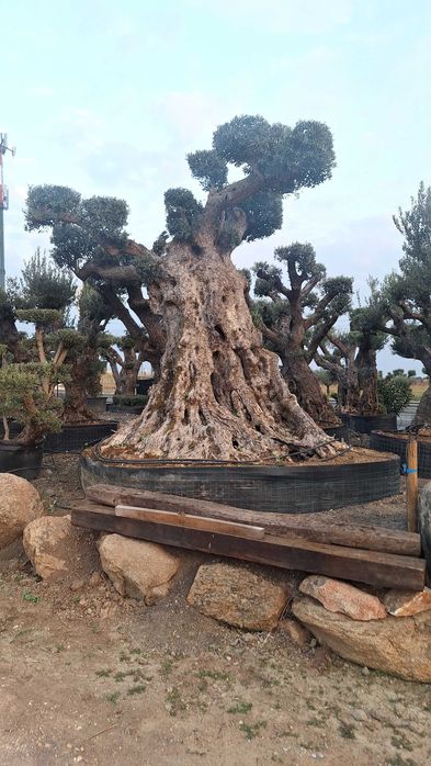 Jardim das Oliveiras