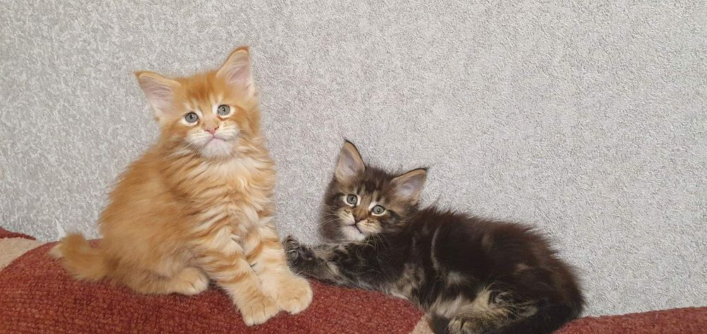 Кошенята Мейн кун! Хлопчики!