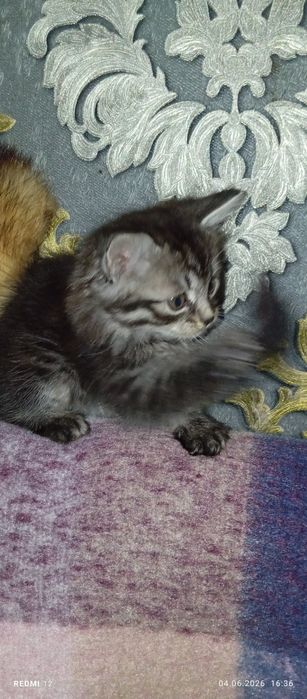 Шотландський хлопчик