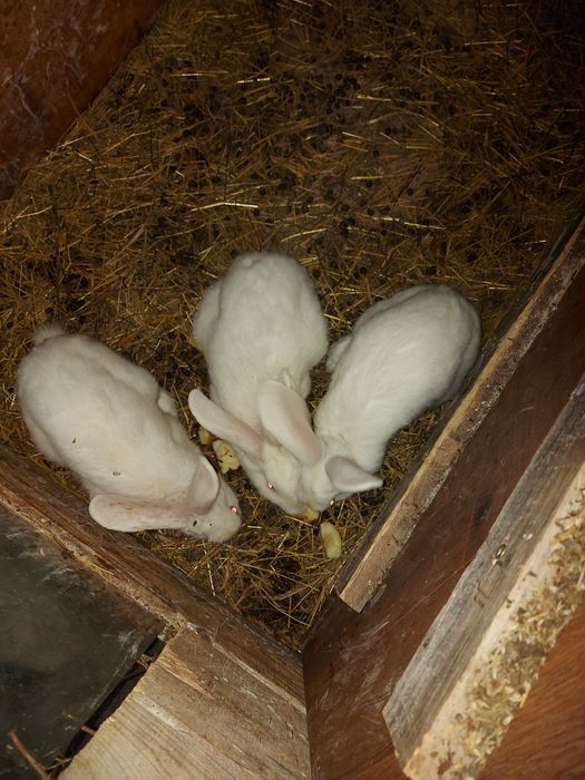 Kroliki Termondzkie czystej rasy
