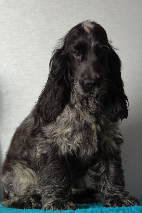 Кокер спаніель англійській