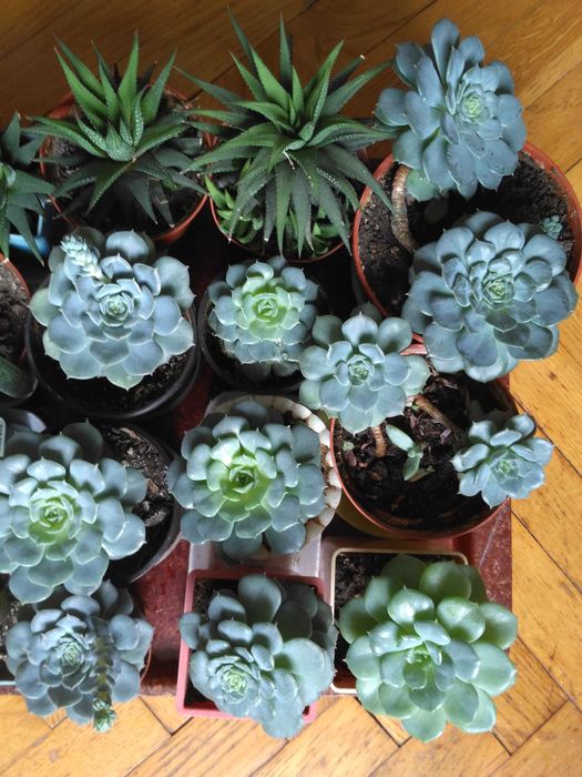 Суккуленты-гастерия, ехеверия, хавортия