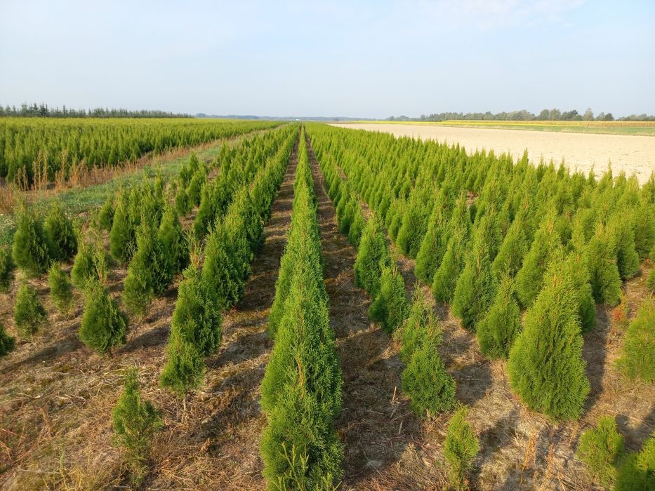 Thuja Tuja Smaragd Szmaragd 80-100cm  nie Brabant
