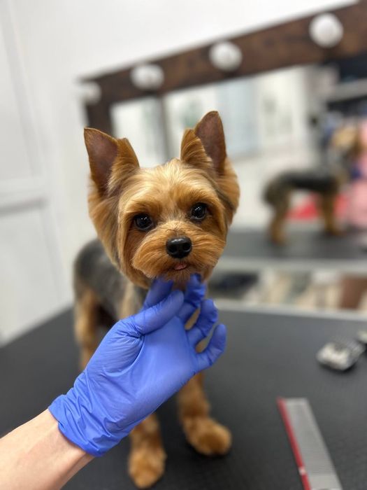 Стрижка животных