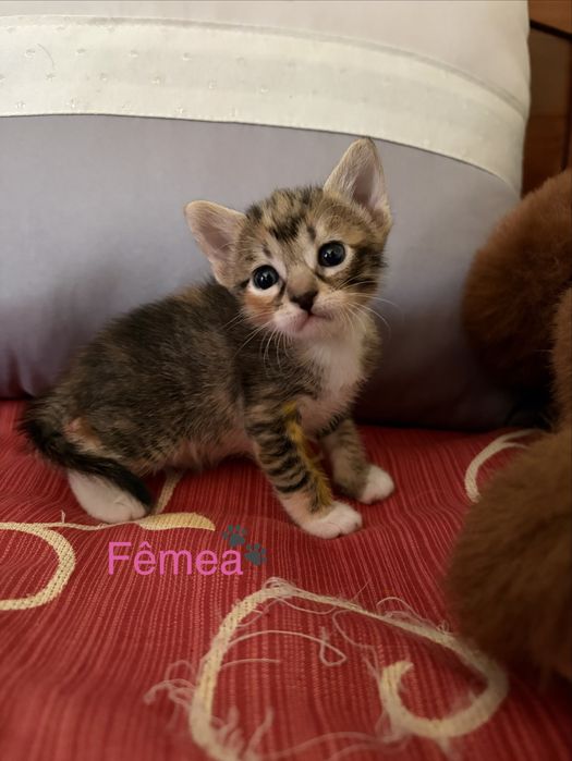Gatinhos para adoção responsável