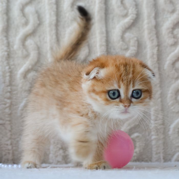 Висловушка золотиста шубка