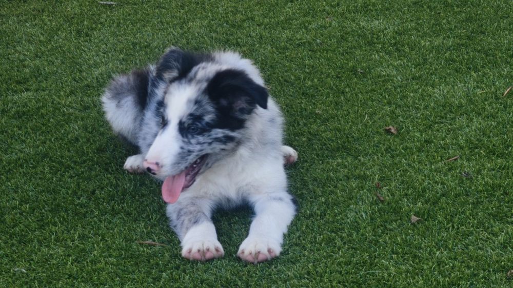 Lindíssimo Border collie macho Belue Merle  disponível