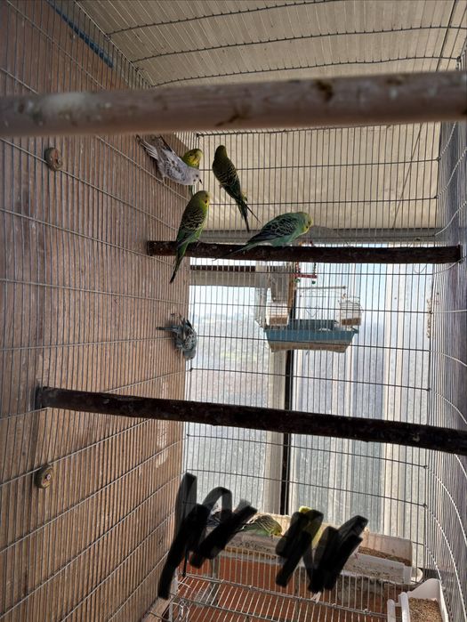 Piriquitos australianos