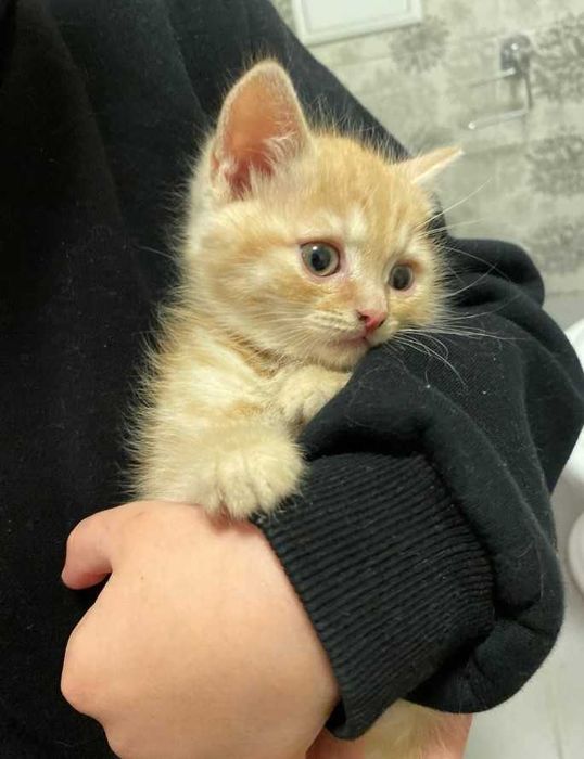 Віддам дорослих кошенят / котята / котики безкоштовно