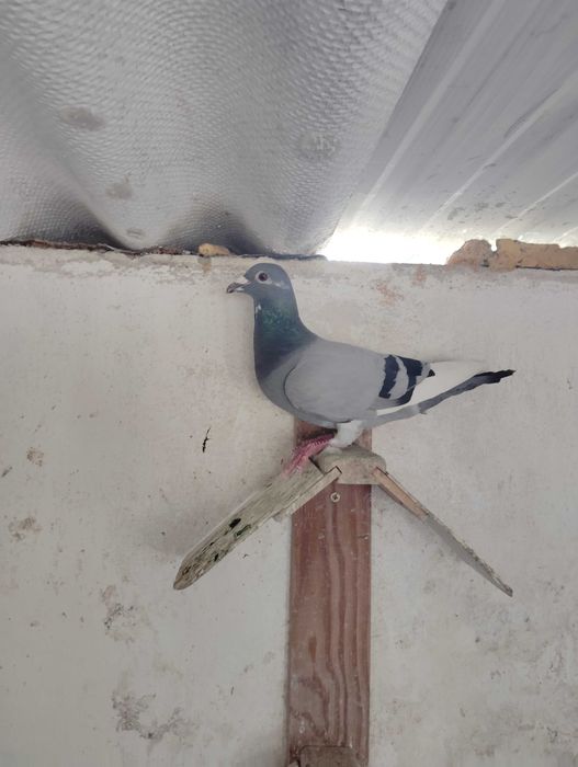 Pombos correios reprodutores