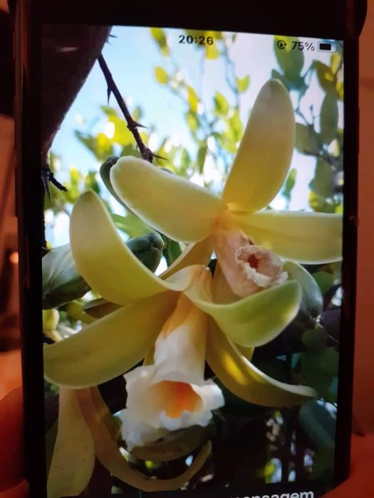 Orquideas Cymbidium