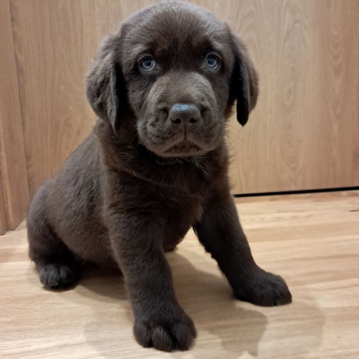 Labrador retriever-piesek