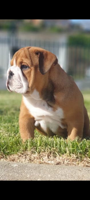 Bulldog inglês fantásticos