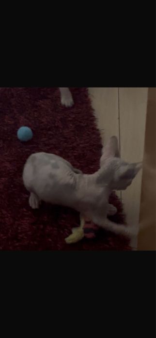 sphynx  gata menina
