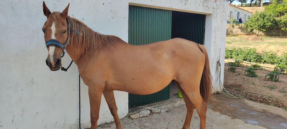 Vendo égua de 2004 barata