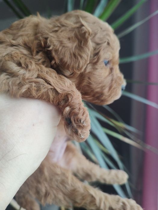 Той пудель дітки.