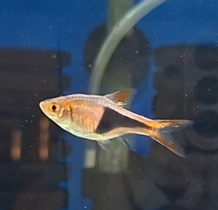 Rasboras arlequim