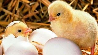 Добові півники суточні петушки циплята курчата Ломан Браун
