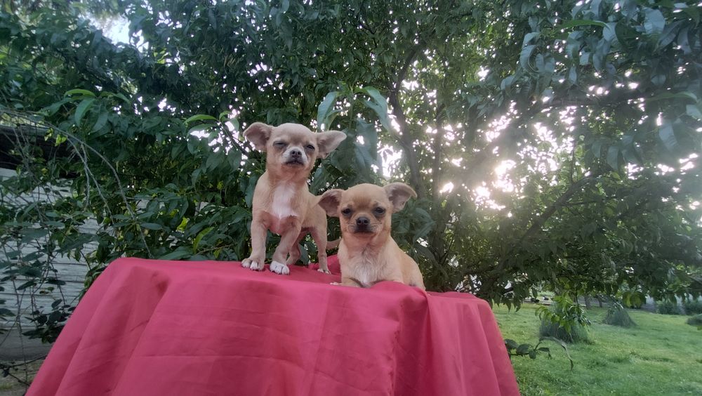 Śliczne -szczenię Chihuahua! aktualne zdjecia