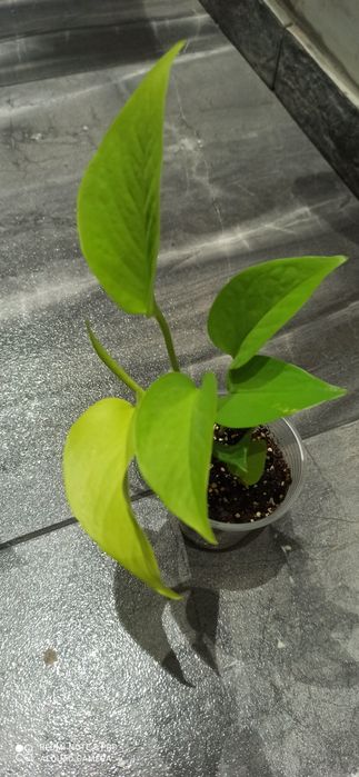 епіпремнум/сциндапсусів/монстера