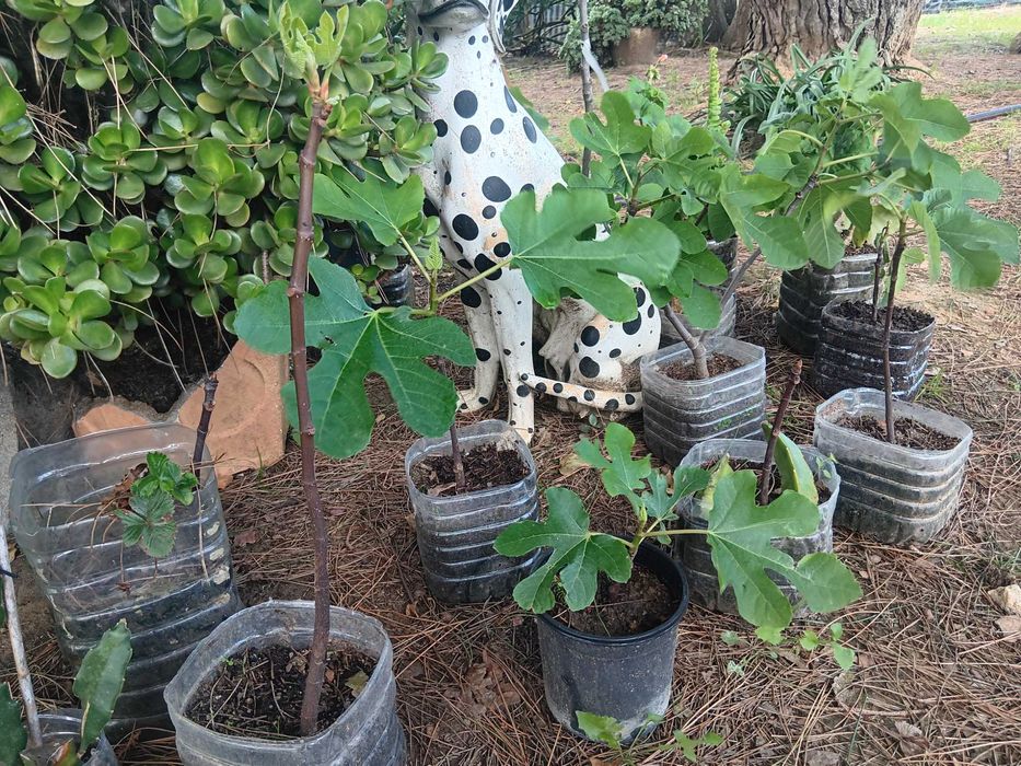 Figueiras Figo Rei enraizadas