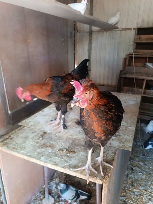 Galos Marans para mudar de capoeira
