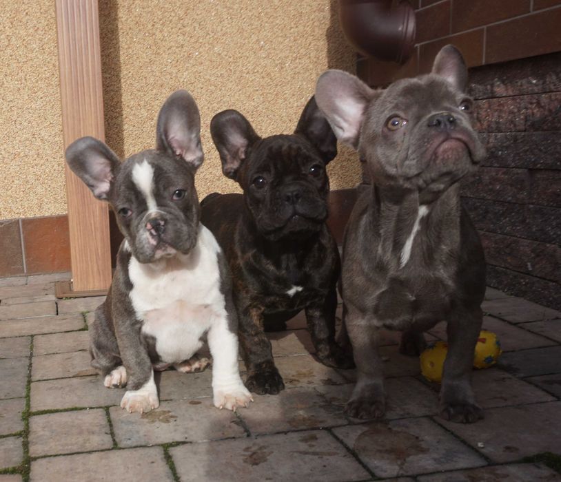 wyjątkowa suczka buldog francuski