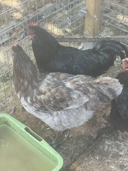 Galos de raça e pato corredor