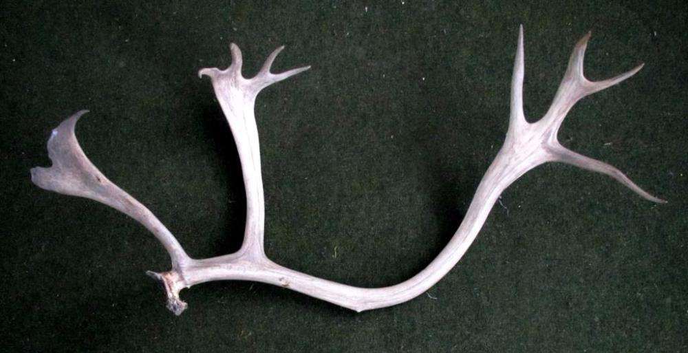 Рога оленя