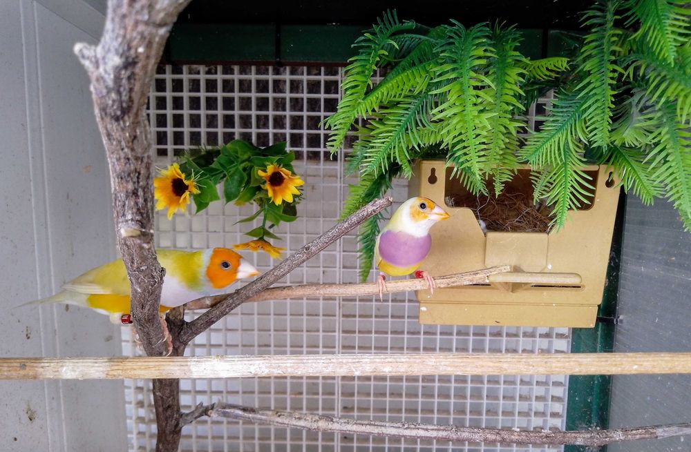 Aves diamante gould portadores... Bengalins exóticos