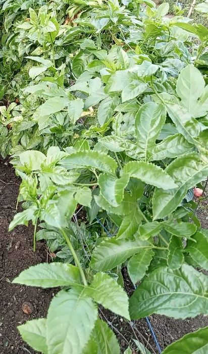 Planta Maracujá vaso