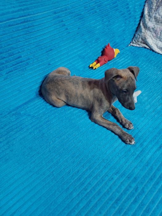 Chart Angielski Whippet piesek