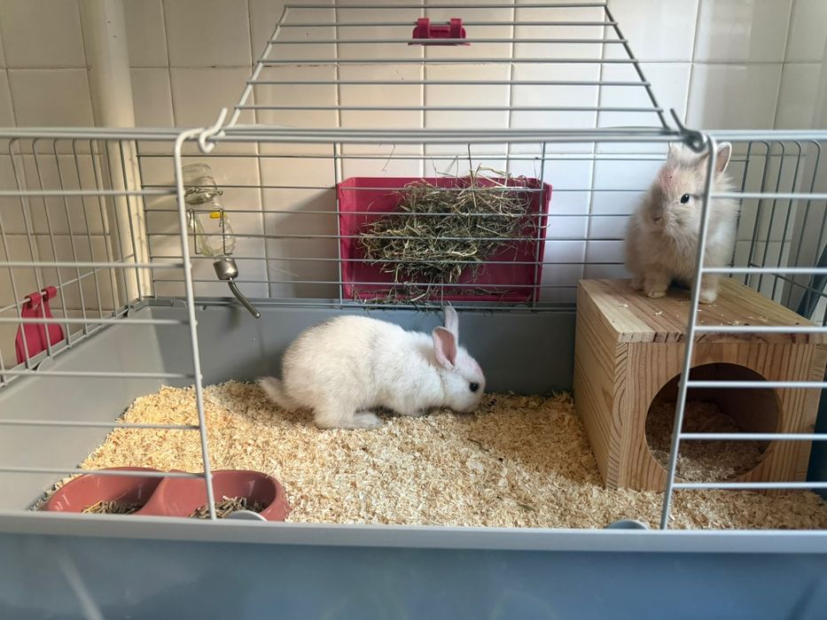 Vende-se dois coelhos machos filhotes