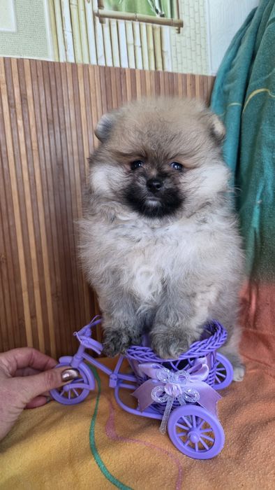 Померанский шпиц мишка