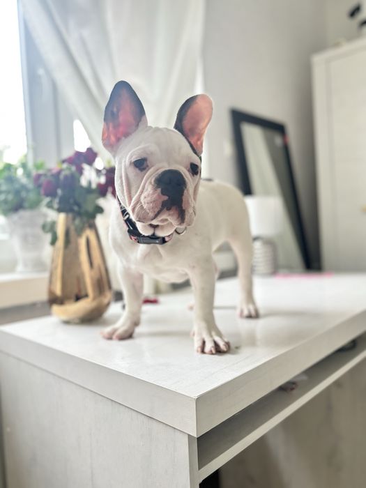 Buldog francuski chlopiec z rodowodem gotowy do odbioru