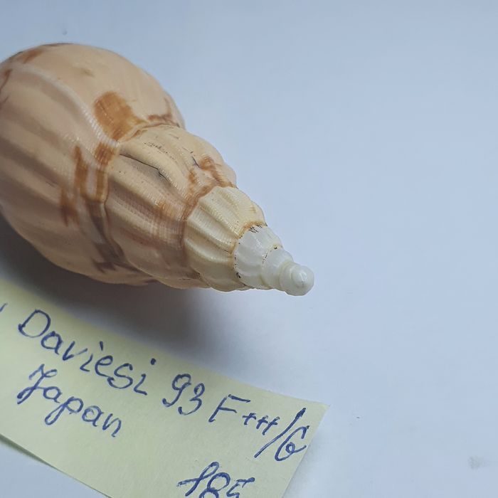 Voluta Flugoraria daviesi