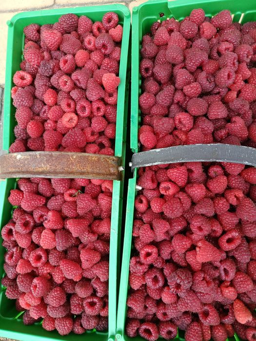 Sprzedam maliny 18zł za kg