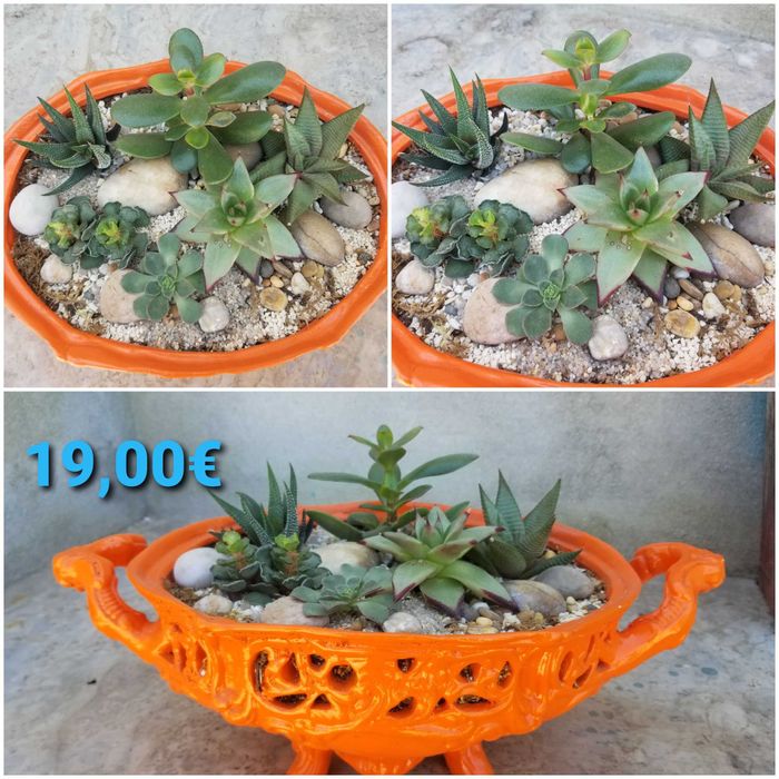 Arranjo de Suculentas