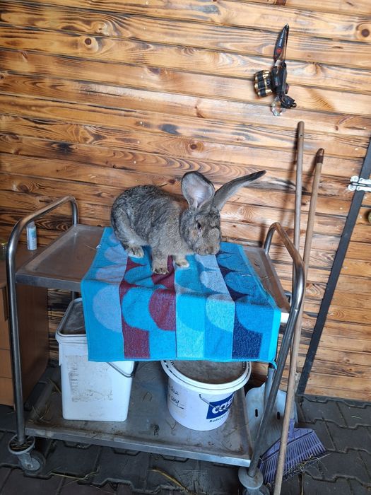 Króliki Belgijskie  Bos