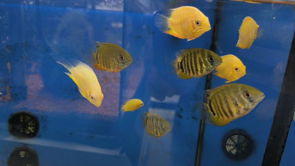 Severum Verde (Heros Severum)