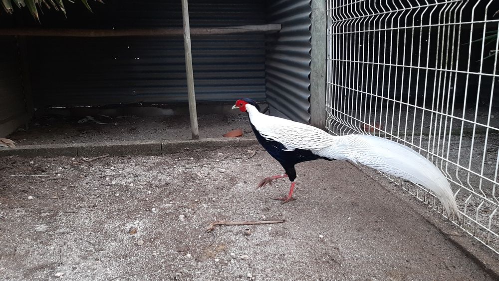 Faisões  ornamentais