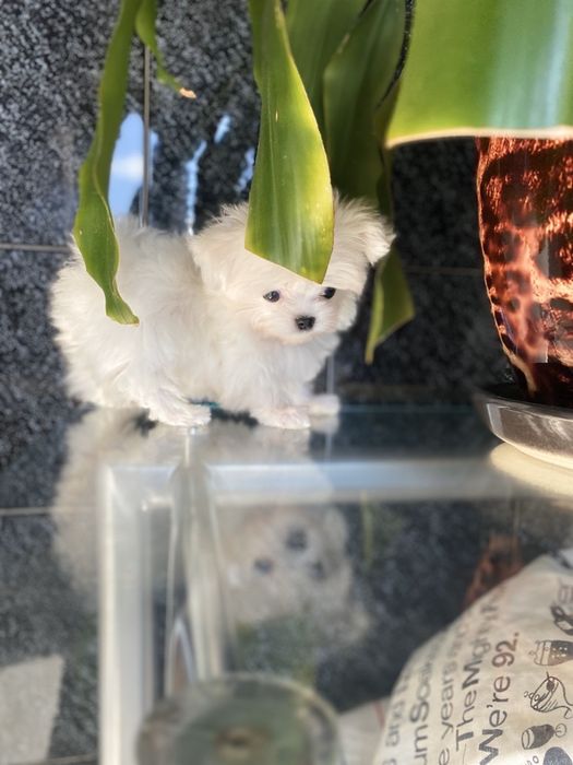 Девочки микро , мини мальтезики