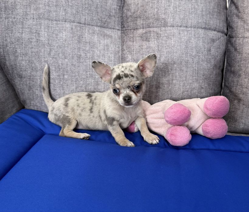 Chihuahua xxs maleńki piesek blue merle krótkowłosy